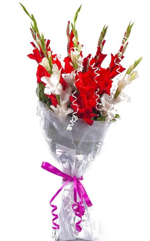 🌼 1 DOZEN GLADS (PK-106)